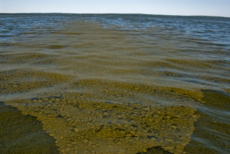 Pigeon-Lake-Lyngyba-Off-Shore-Bloom