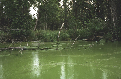 Steele-Lake-Aphanizomenon-Bloom