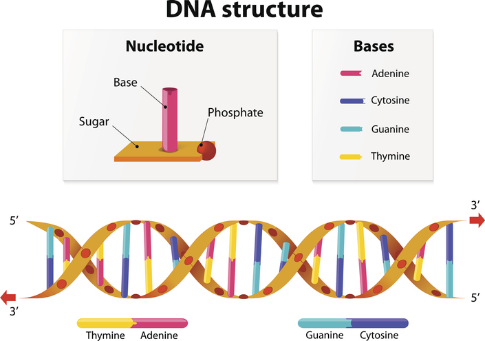 DNA Structure