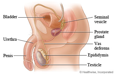 Male genitals