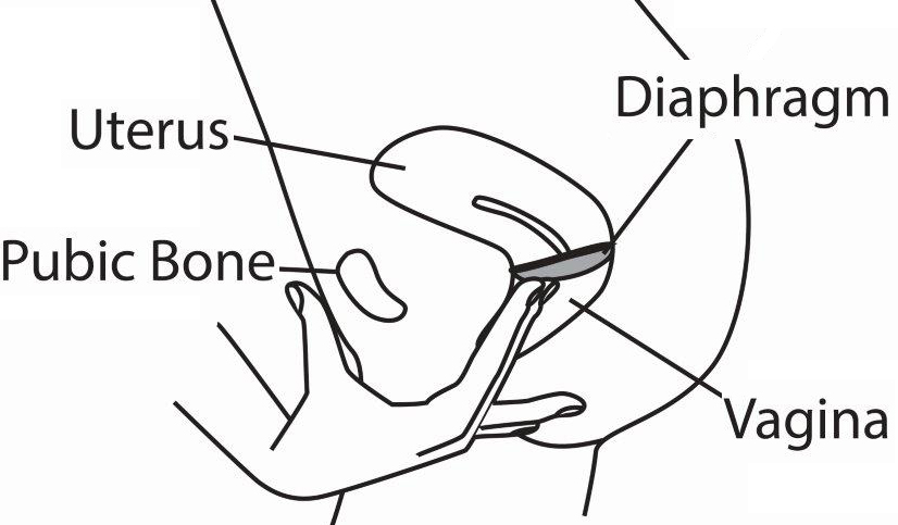 Diaphram