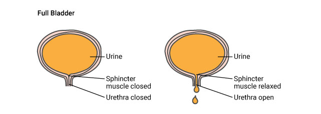 bladder-full.jpg