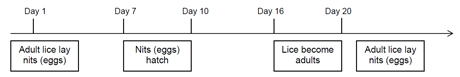 head-lice-timeline