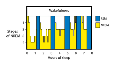 sleep-wakefulness.jpg